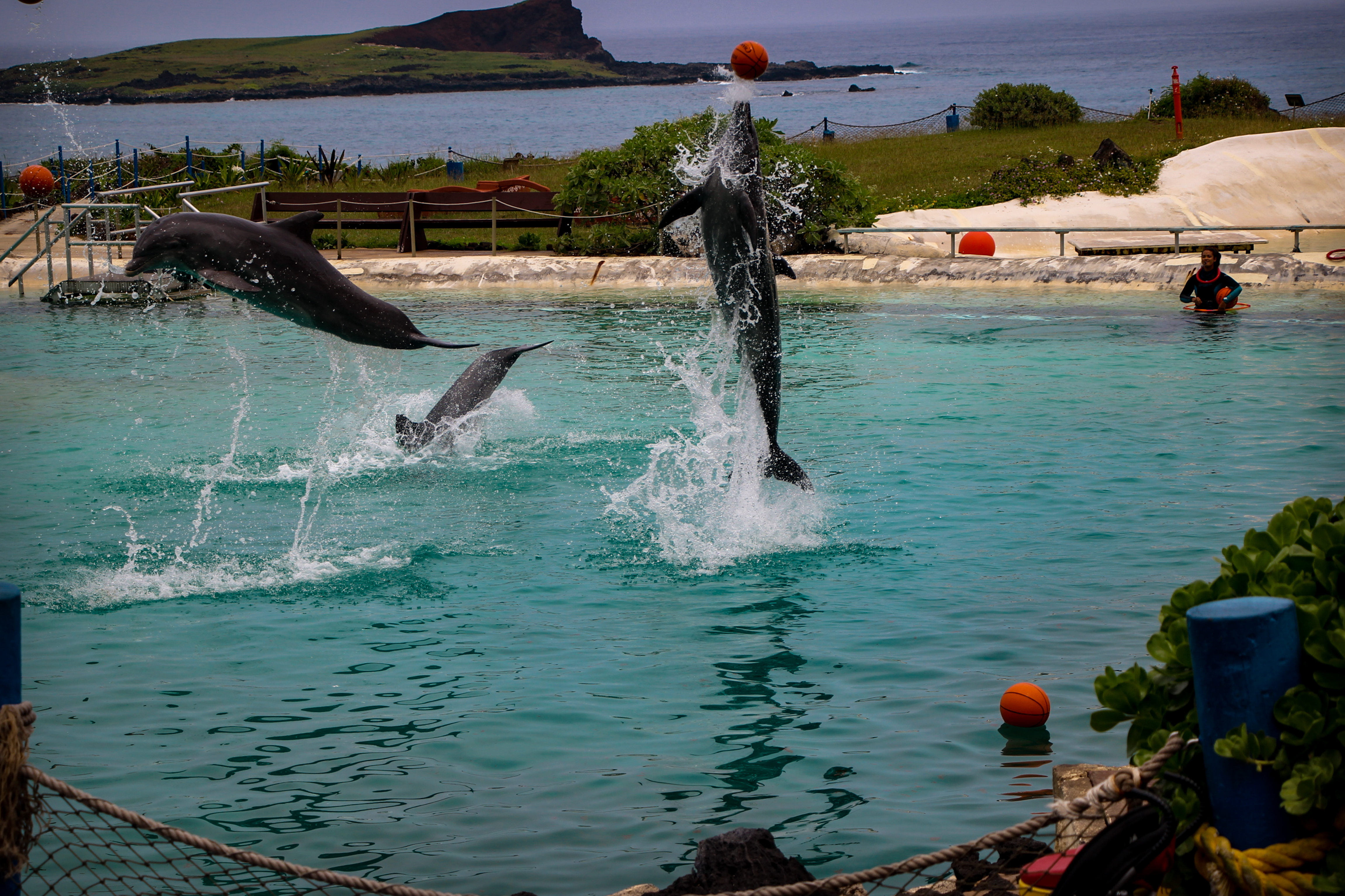 Sea life Park Hawaii show de golfinhos
