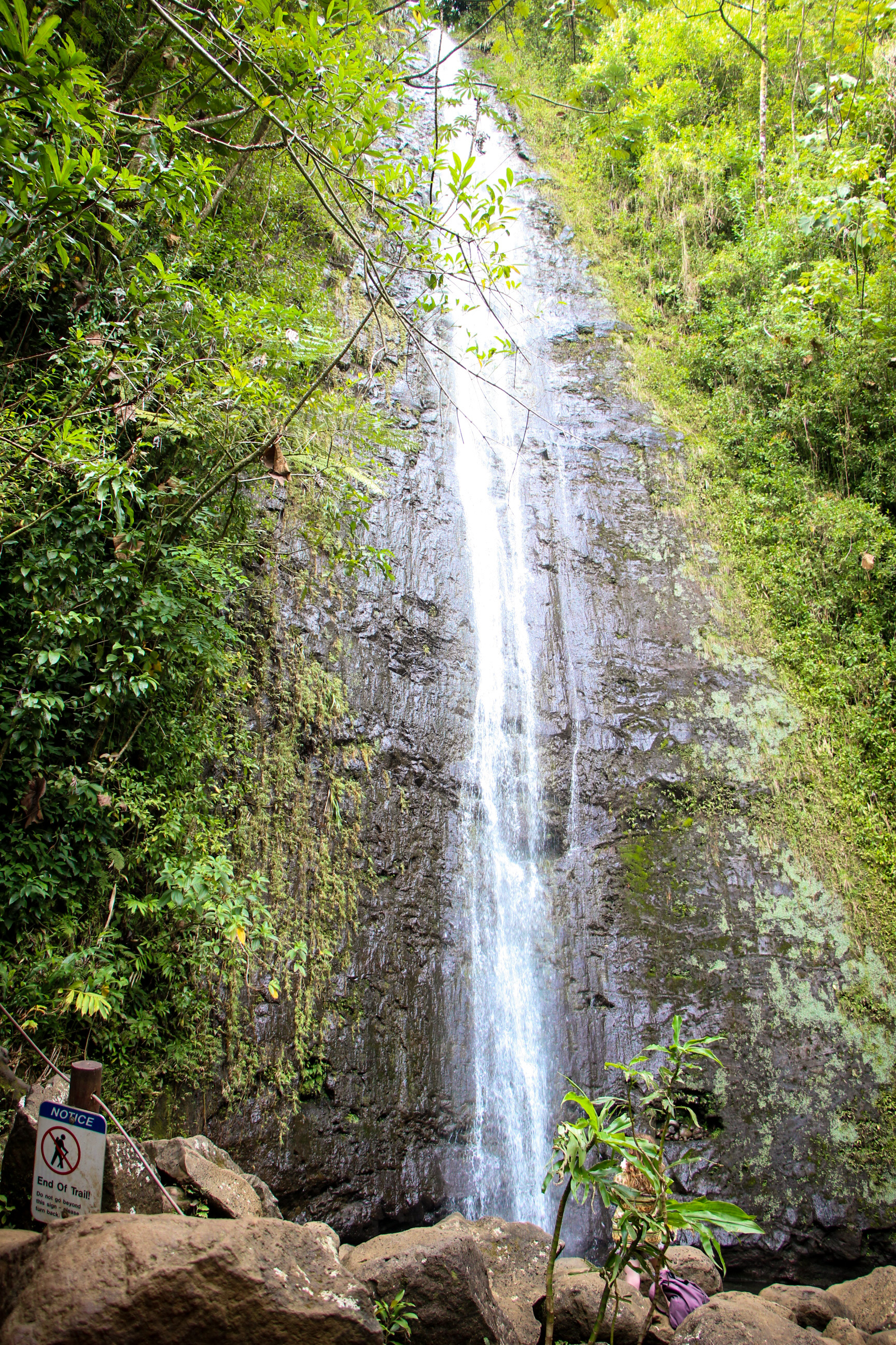 TRILHAS EM OAHU, Manoa Falls Trail